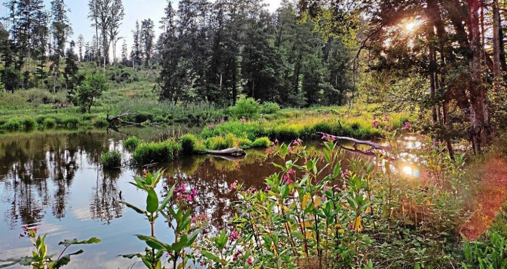 Nicht überall fließen Gewässer so idyllisch dahin wie hier die Erlau bei Büchlberg. Uferrandstreifen von mindestens fünf Metern verhindern, dass Einträge eingeschwemmt werden. -Foto: Niedermaier