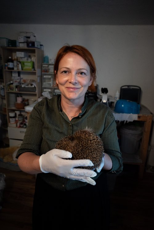 Eine Frau halt in einer Tierschutzstation einen Igel in den Händen.