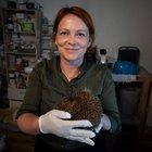 Eine Frau halt in einer Tierschutzstation einen Igel in den Händen.