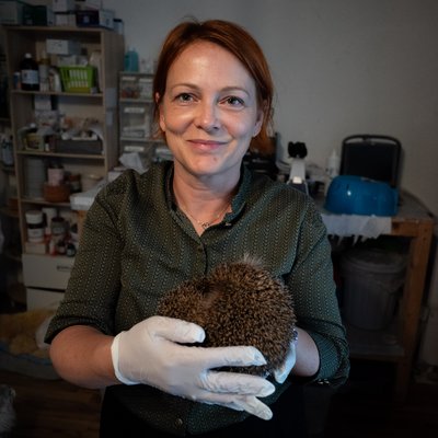 Eine Frau halt in einer Tierschutzstation einen Igel in den Händen.