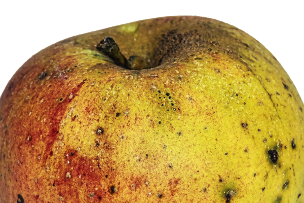 Ungespritzter Apfel | Foto: Wolfgang Eckert/Pixabay 