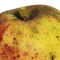 Ungespritzter Apfel | Foto: Wolfgang Eckert/Pixabay