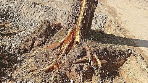 Bei den Bauarbeiten ist eine der Birken am Weiherfeld beschädigt worden. | Foto: Gemeinde Neuhaus am Inn