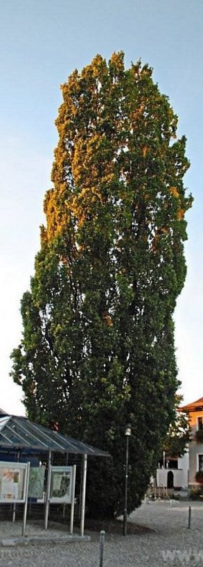 Durchaus markant: Direkt am Gebäude der Raiffeisenbank und gegenüber des Eginger Rathauses steht eine große Stieleiche. Manchen ist sie ein Dorn im Auge, andere finden, sie gehört zu Eging dazu. −Foto: Kuhnt