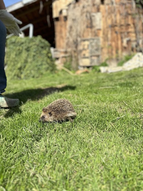 Ein Igel läuft durch einen Garten.